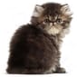 ROYAL CANIN CAT 10KG PERSIAN KITTEN Cat Dry Food ROYAL CANIN