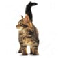 ROYAL CANIN CAT 4KG MAINECOON KITTEN Cat Dry Food ROYAL CANIN