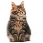 ROYAL CANIN CAT 4KG MAINECOON KITTEN Cat Dry Food ROYAL CANIN