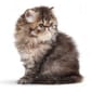 ROYAL CANIN CAT 4KG PERSIAN KITTEN Cat Dry Food ROYAL CANIN